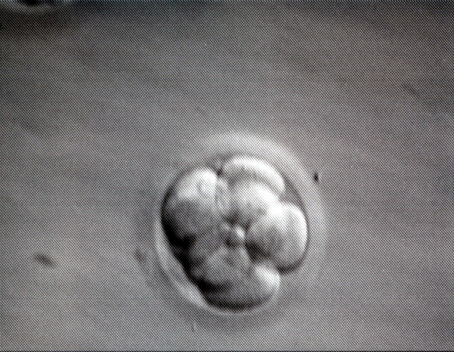 Mojo's Embryo 1